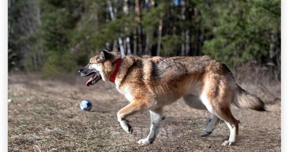 Собаки в Балашихе: Харви очень ждет своего человека в приюте Мальчик, Бесплатно - фото 2