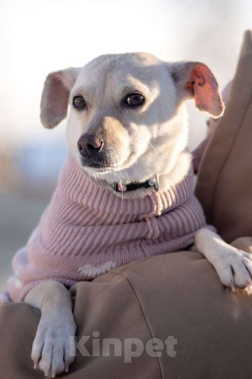 Собаки в Москве: Небольшая собачка Луна ищет дом! Девочка, Бесплатно - фото 2