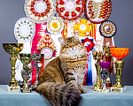 Кошки в Москве: Котенок Дарвин Мальчик, 60 000 руб. - фото 7