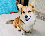Собаки в Воронеже: Вельш корги пемброк девочка Девочка, 30 000 руб. - фото 1