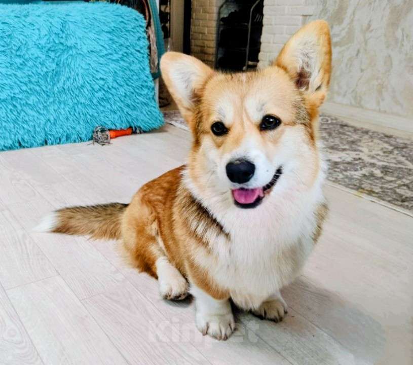 Собаки в Воронеже: Вельш корги пемброк девочка Девочка, 30 000 руб. - фото 1