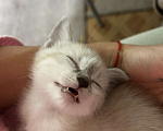 Кошки в Брянске: Котенок в добрые руки  Мальчик, Бесплатно - фото 1