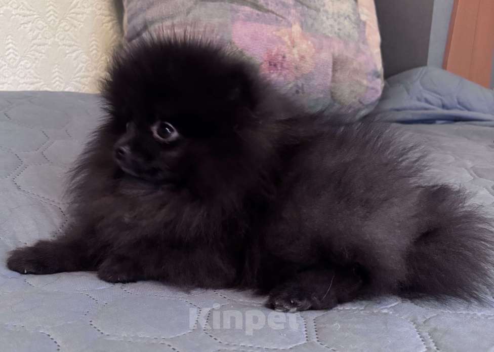 Собаки в Петергофе: Очаровашка мальчишка  Мальчик, 40 000 руб. - фото 2