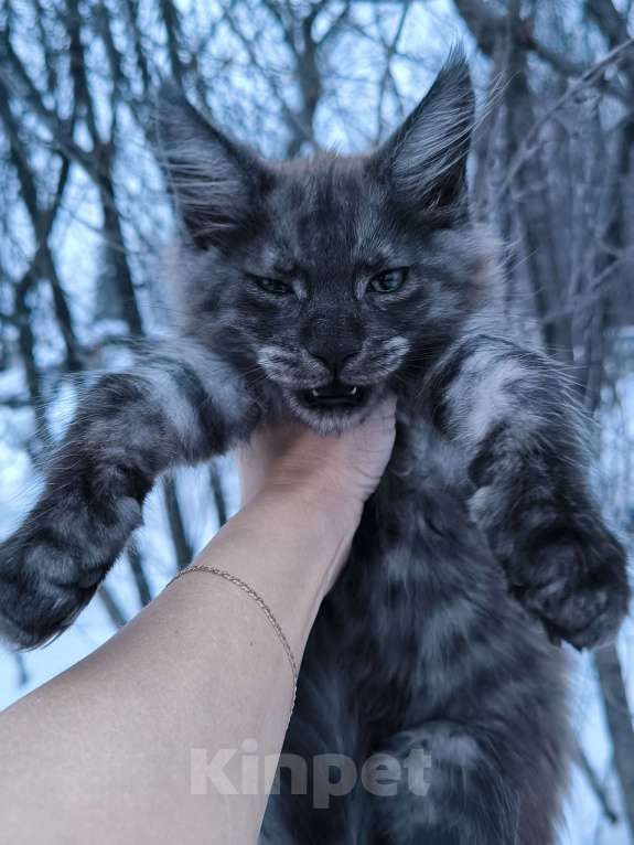 Кошки в Кемерово: Девочка черный дым Девочка, 25 000 руб. - фото 2