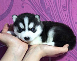 Собаки в Ачинске: Хаски Щенки Разных окрасов Разнополые, Бесплатно - фото 1