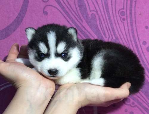 Собаки в Ачинске: Хаски Щенки Разных окрасов Разнополые, Бесплатно - фото 1