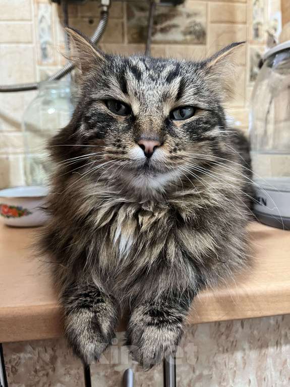 Кошки в Воскресенске: Потерялся кот по кличке Кекс Мальчик, Бесплатно - фото 9