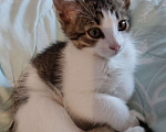 Кошки в Одинцово: Котенок, 2 месяца, самостоятельная, умная, отдаем. Мальчик, 1 руб. - фото 2