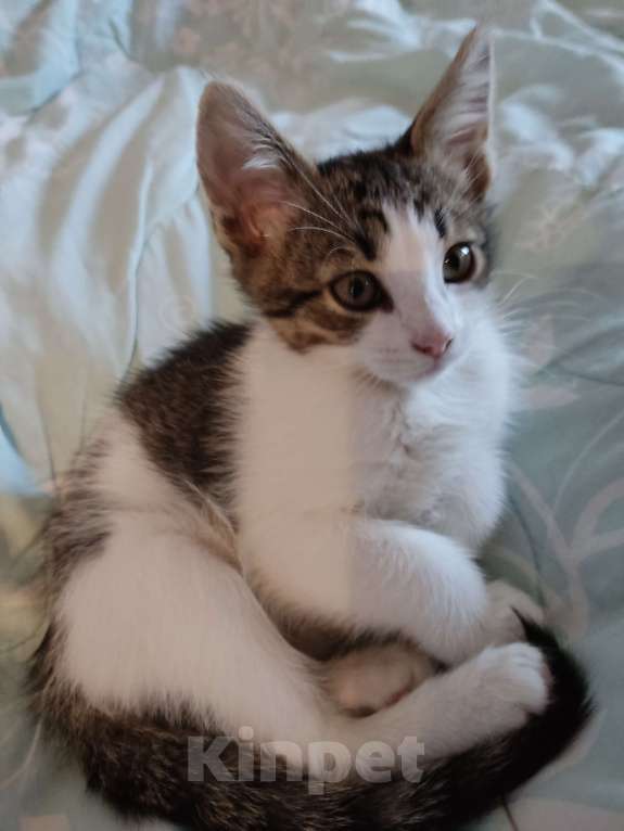 Кошки в Одинцово: Котенок, 2 месяца, самостоятельная, умная, отдаем. Мальчик, 1 руб. - фото 2