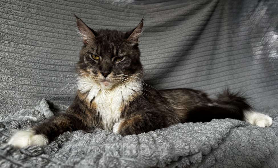 Кошки в других городах Московской области: Чистокровные котята мейн-кун Девочка, Бесплатно - фото 6