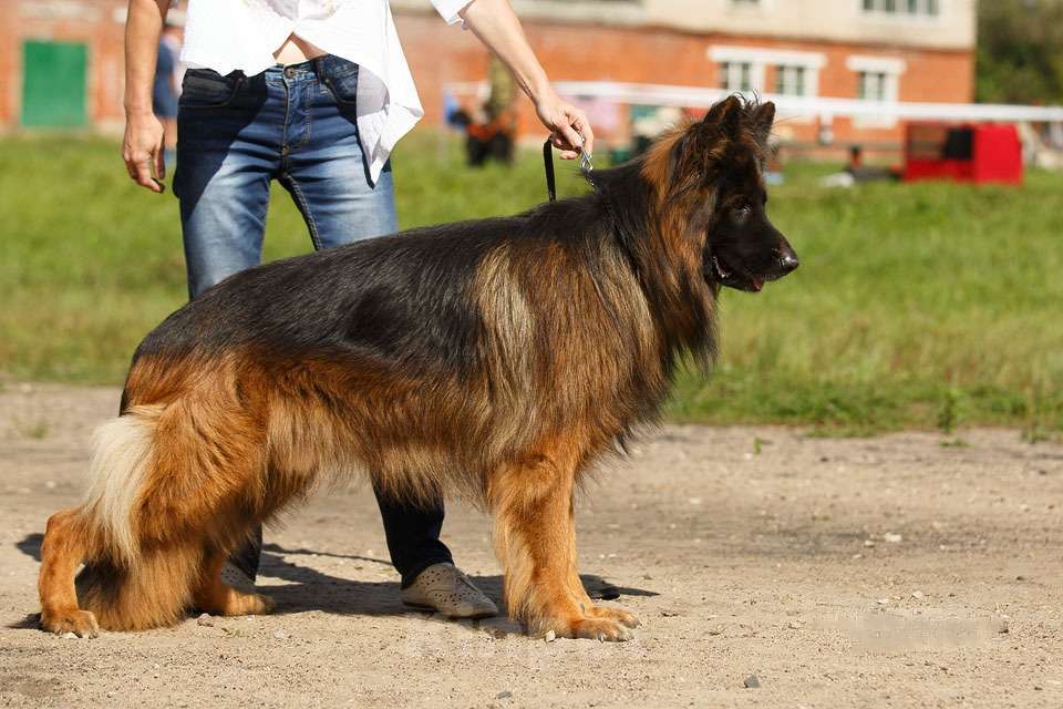 Собаки в Москве: Щенки немецкой длинношерстной овчарки  Девочка, Бесплатно - фото 6