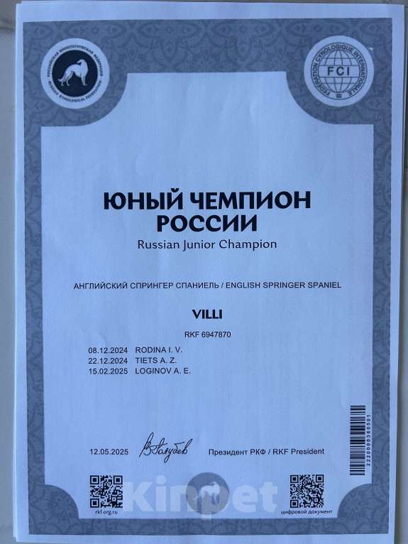 Собаки в Краснодаре: Продам щенков английского спрингер спаниеля Разнополые, 60 000 руб. - фото 5