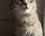 Кошки в Екатеринбурге: Котик ищет дом Мальчик, Бесплатно - фото 6