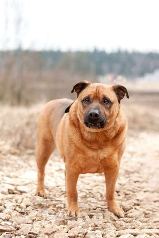 Собаки в Москве: Ка-де-бо Мило в добрые руки Мальчик, Бесплатно - фото 2