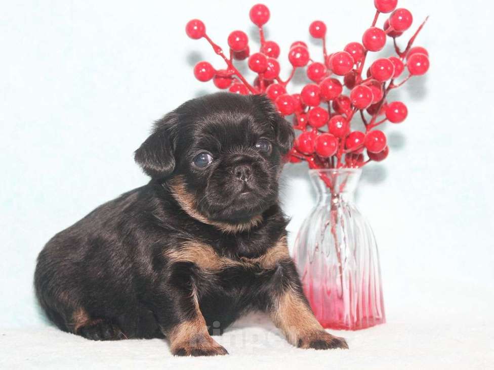 Собаки в Санкт-Петербурге: Маленькая принцесса Девочка, 80 000 руб. - фото 5