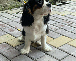 Собаки в Раменском: Агат Мальчик, 60 000 руб. - фото 3