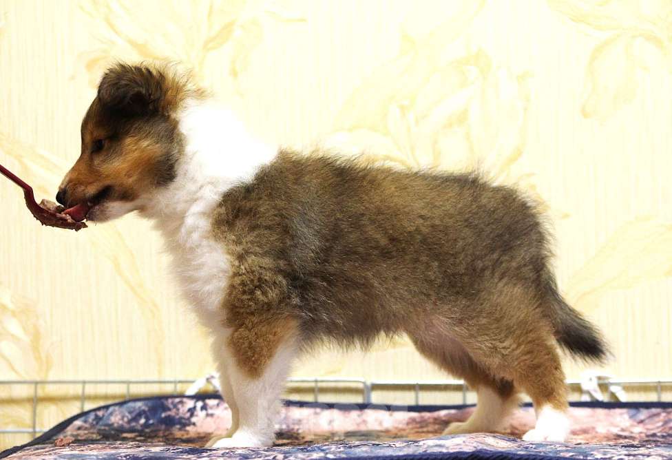 Собаки в Вологде: Очаровательный щенок шелти Мальчик, Бесплатно - фото 1