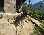 Собаки в Иркутске: Собачку в добрые руки Девочка, Бесплатно - фото 3
