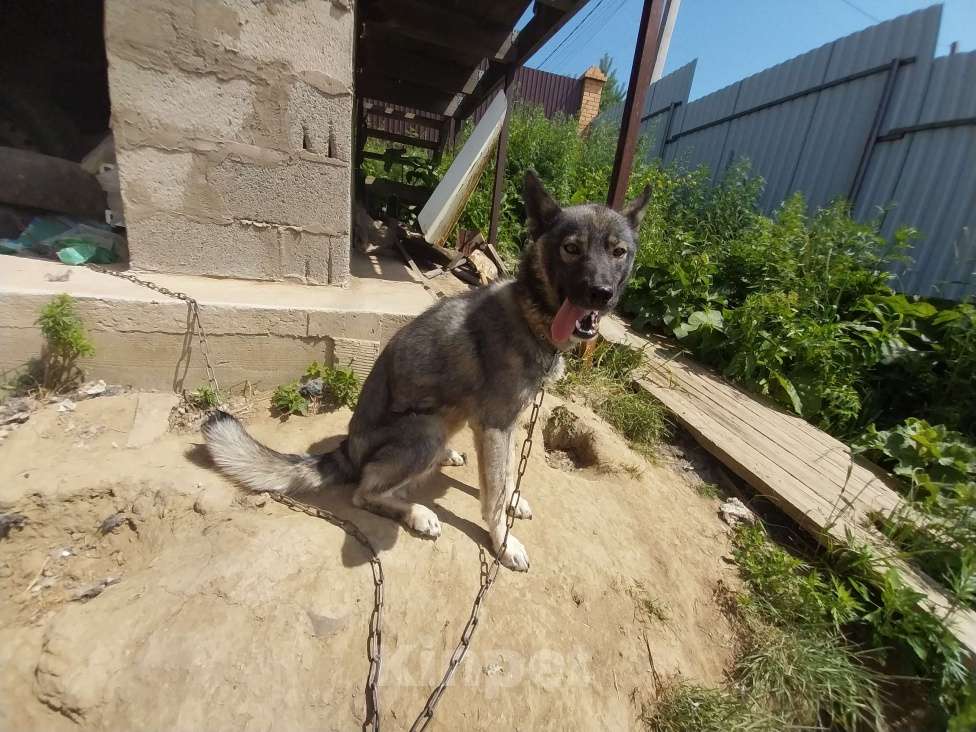 Собаки в Иркутске: Собачку в добрые руки Девочка, Бесплатно - фото 3