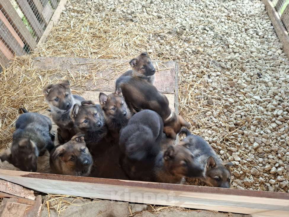 Собаки в Керчи: Щенки немецкой овчарки  Девочка, 70 000 руб. - фото 5