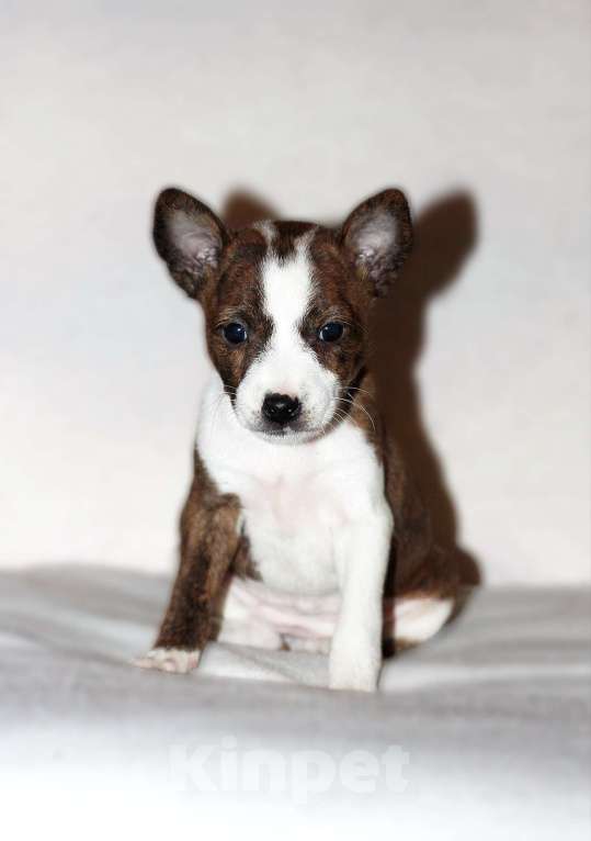 Собаки в Москве: Девочка басенджи Девочка, 60 000 руб. - фото 1