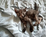 Кошки в Нижнем Новгороде: Котенок девочка Девочка, Бесплатно - фото 1