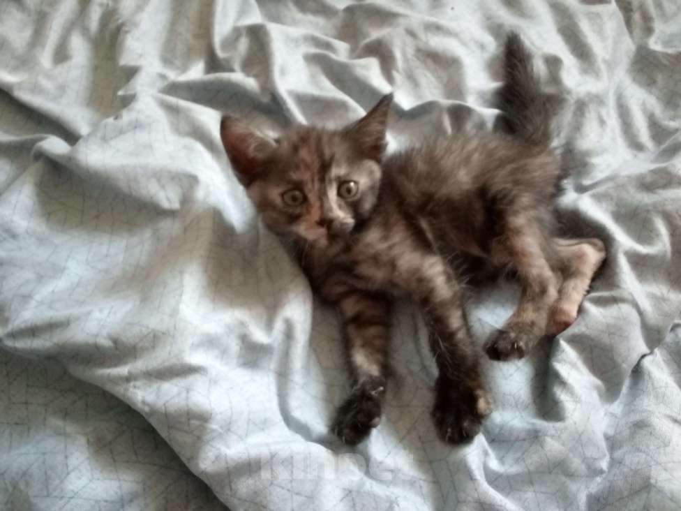 Кошки в Нижнем Новгороде: Котенок девочка Девочка, Бесплатно - фото 1