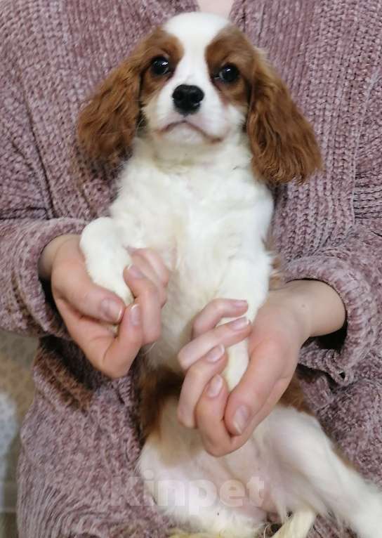 Собаки в Москве: Кавалер Кинг Чарльз 6,5 мес Девушка. Девочка, 120 000 руб. - фото 4