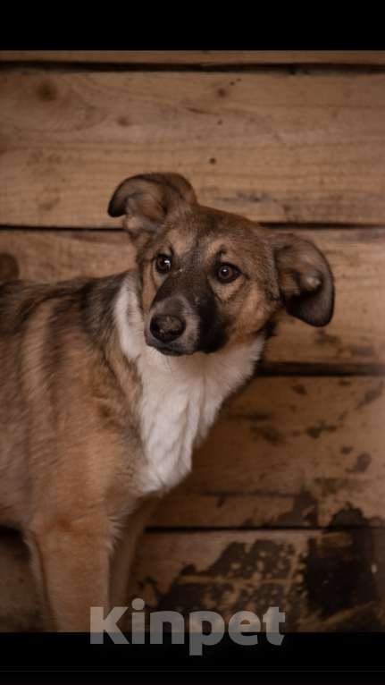 Собаки в Твери: Ева Девочка, Бесплатно - фото 2