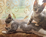 Кошки в Москве: Котик мистер Лео, 3 месяца Мальчик, Бесплатно - фото 7