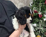Собаки в Тайшете: Продаётся щенок-мальчик кавалер кинг спаниель Мальчик, 60 000 руб. - фото 5
