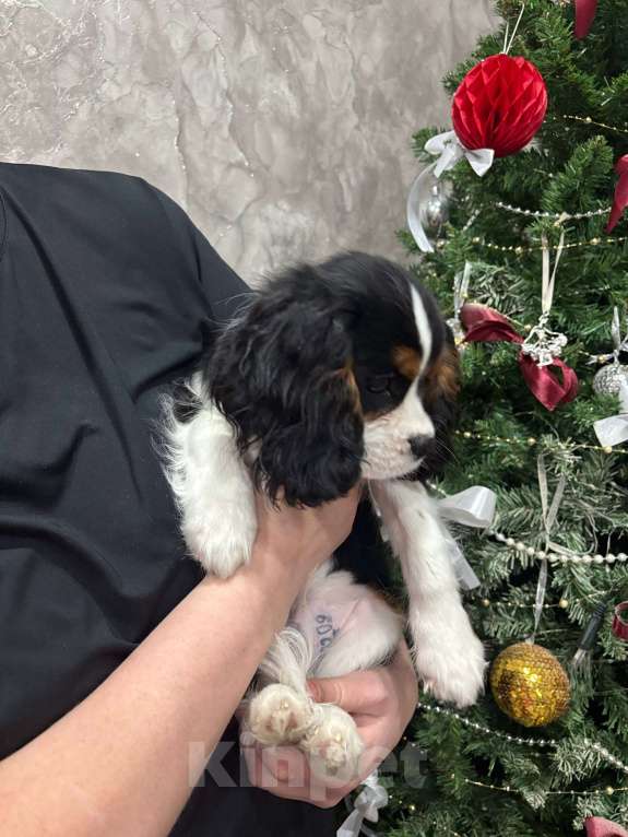 Собаки в Тайшете: Продаётся щенок-мальчик кавалер кинг спаниель Мальчик, 60 000 руб. - фото 5