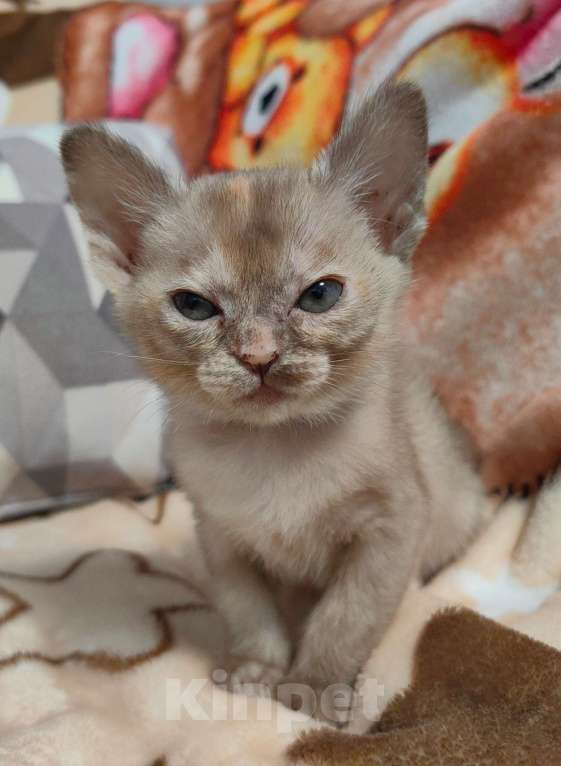 Кошки в Санкт-Петербурге: Бурманские котята девочки Девочка, 23 000 руб. - фото 8