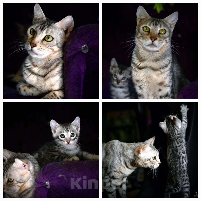 Кошки в Москве: Бенгальский котенок серебро Девочка, Бесплатно - фото 2