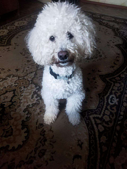 Щенки малого пуделя