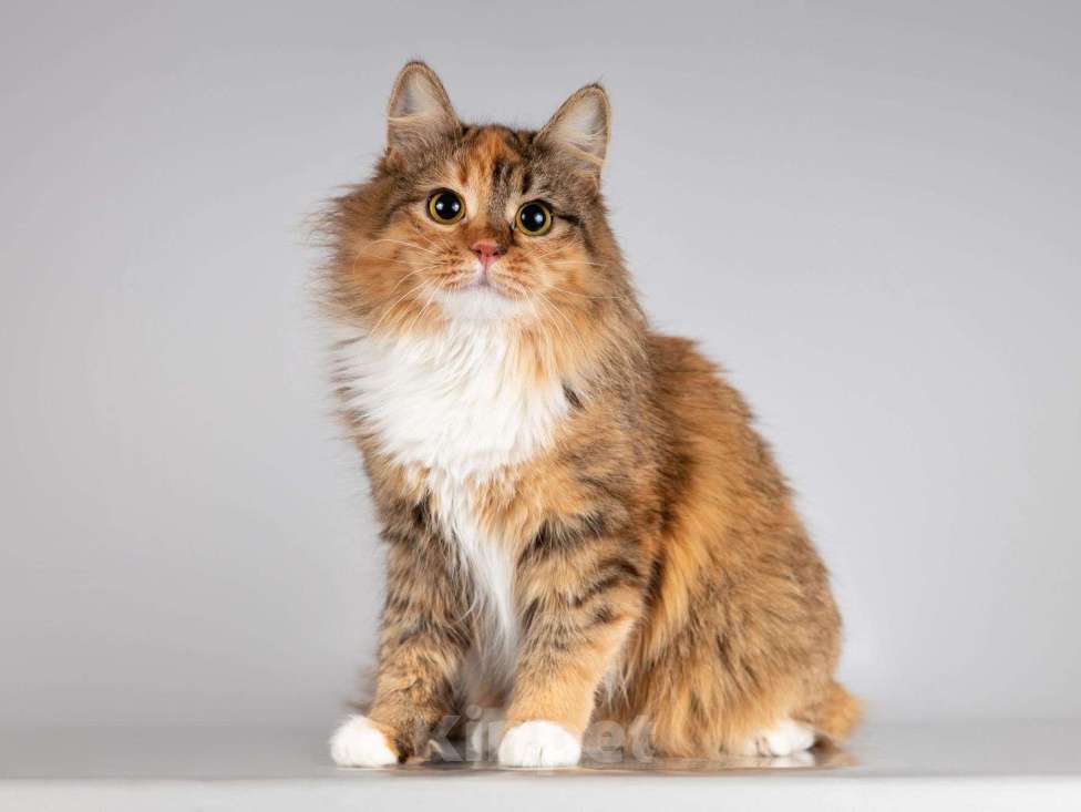 Кошки в Москве: Нежная ласковая кошечка Фиона Девочка, Бесплатно - фото 3