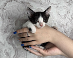 Кошки в Тольятти: Котята  Мальчик, Бесплатно - фото 2