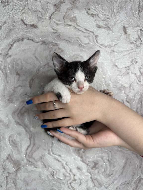 Кошки в Тольятти: Котята  Мальчик, Бесплатно - фото 2