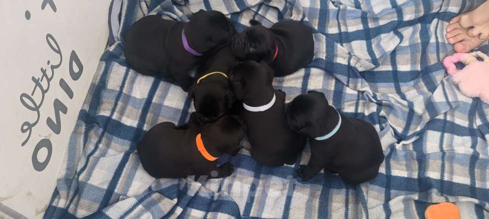 Собаки в Петропавловске-Камчатском: Щенки Французского бульдога Мальчик, Бесплатно - фото 5