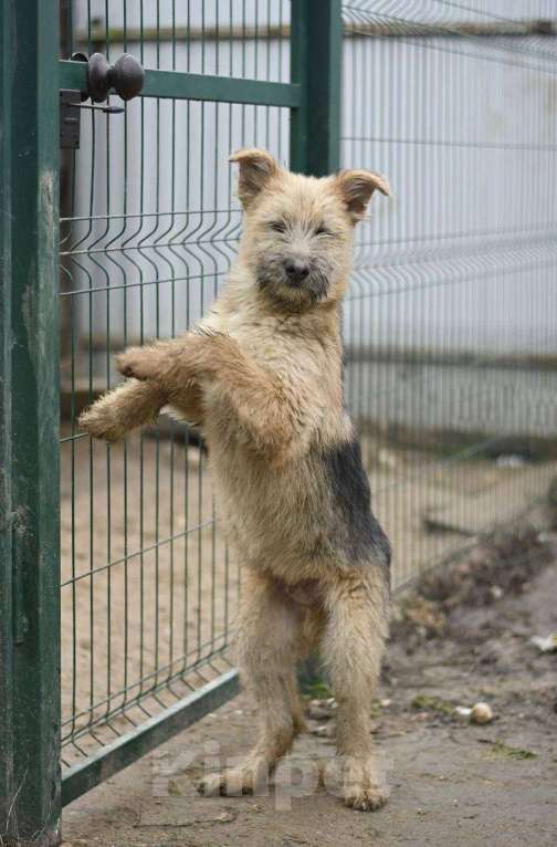 Собаки в Москве: щенки в добрые руки Мальчик, Бесплатно - фото 1