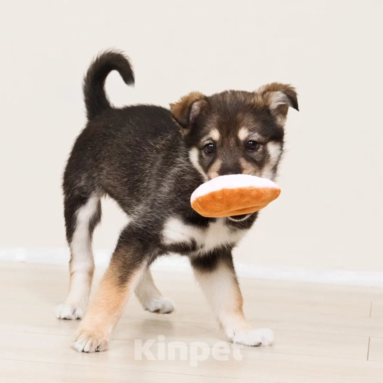 Собаки в Лосином-Петровском: Мокко в добрые руки Мальчик, Бесплатно - фото 3