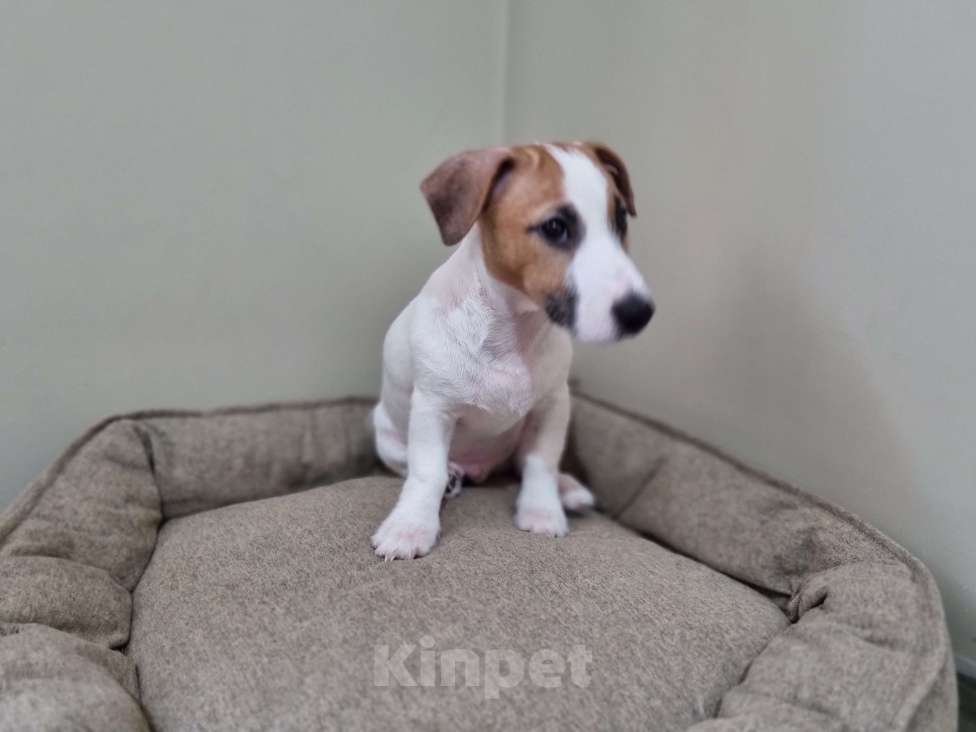 Собаки в Высоковске: Щенок джек-рассел-терьер Мальчик, 45 000 руб. - фото 2