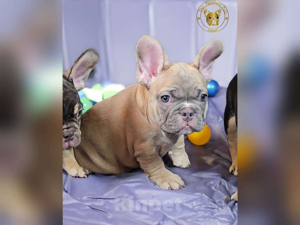 Собаки в Санкт-Петербурге: Голубой фавн мальчик Мальчик, 60 000 руб. - фото 1