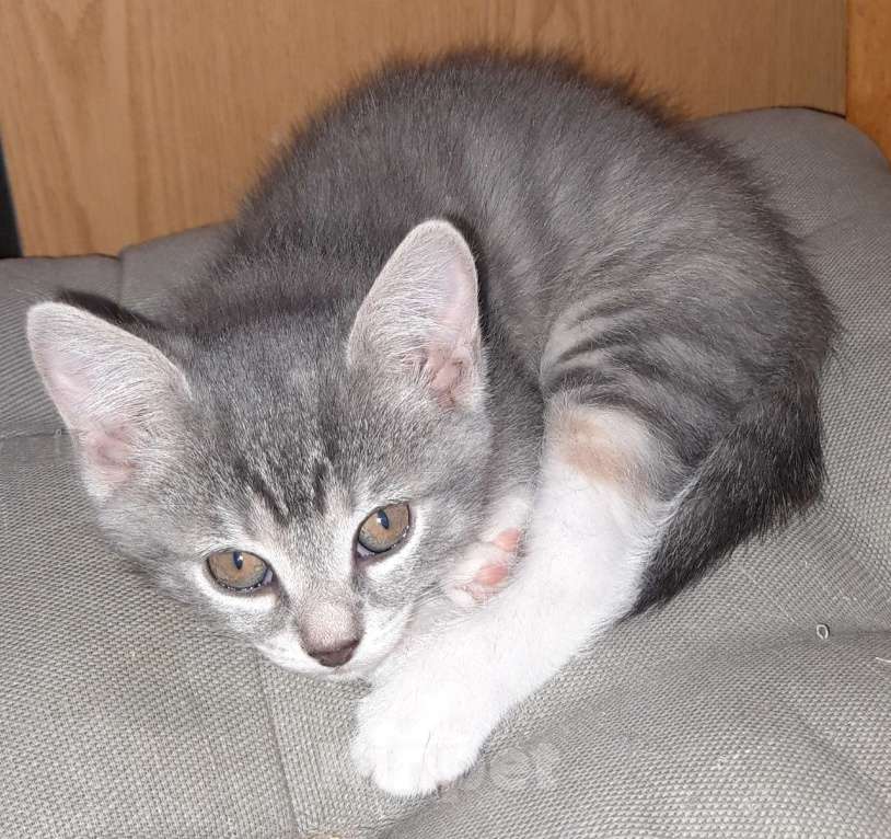 Кошки в Барнауле: Милые котята Разнополые, Бесплатно - фото 4