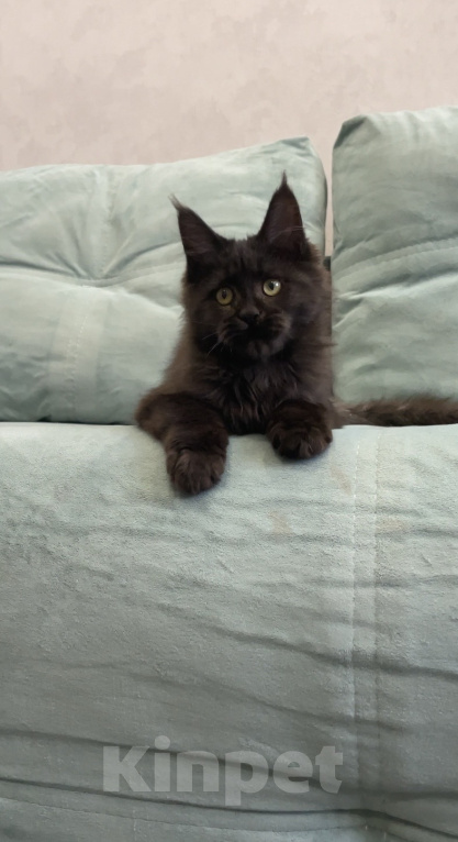 Кошки в Иркутске: Котенок мейн-кун Девочка, 15 000 руб. - фото 3