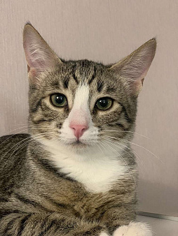 Кошка-подросток