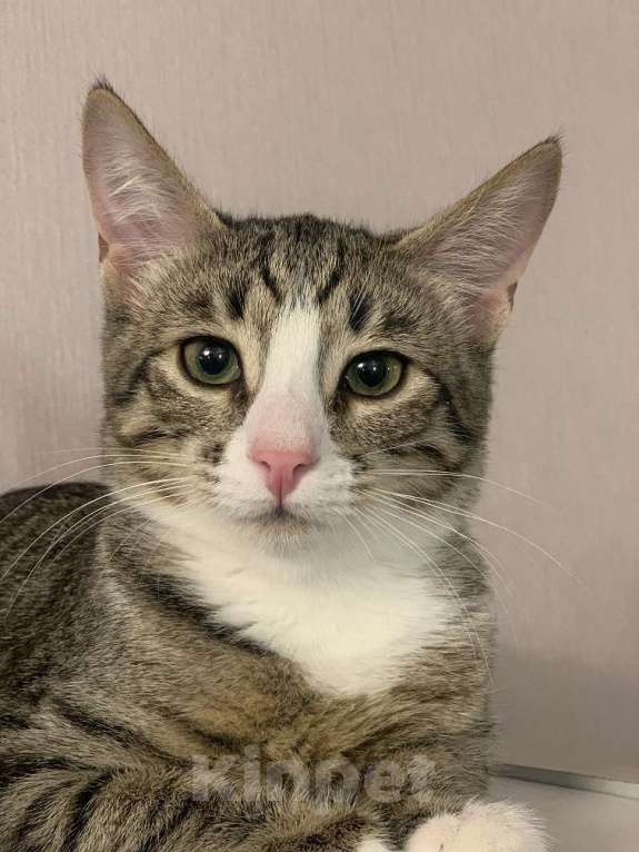 Кошки в Москве: Кошка-подросток Девочка, Бесплатно - фото 1