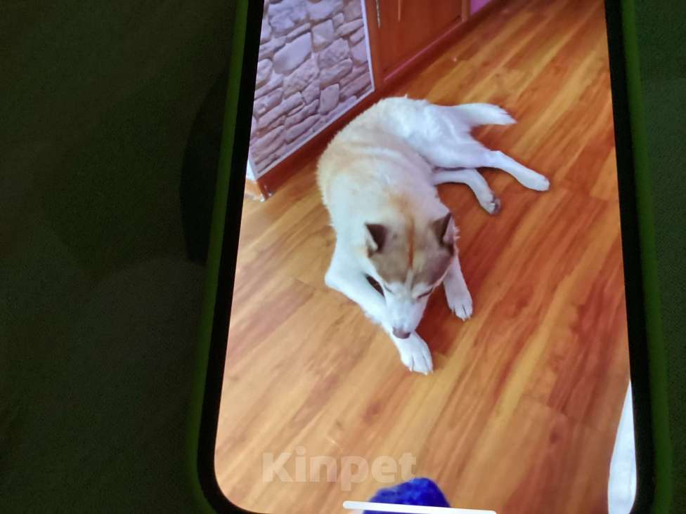 Собаки в других городах Московской области: Найдена собака хаски  Мальчик, Бесплатно - фото 5