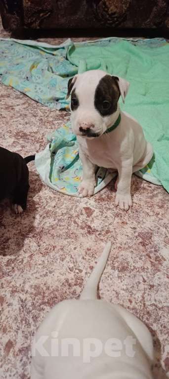 Собаки в Липецке: Щенки Мальчик, 12 000 руб. - фото 5