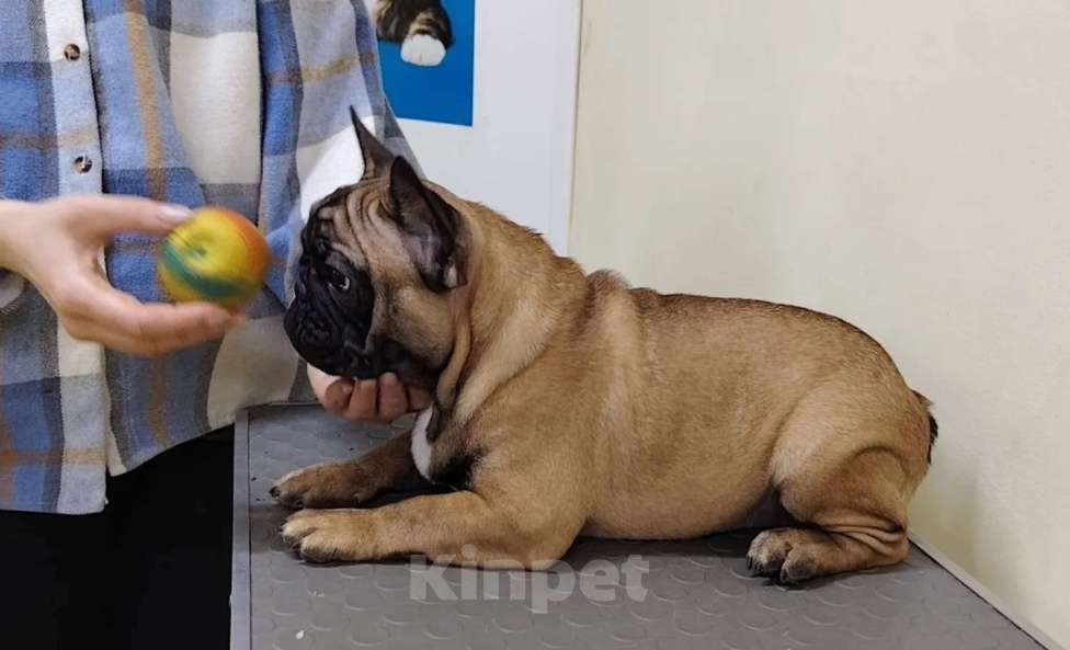 Собаки в Москве: Илея Девочка, 100 000 руб. - фото 1